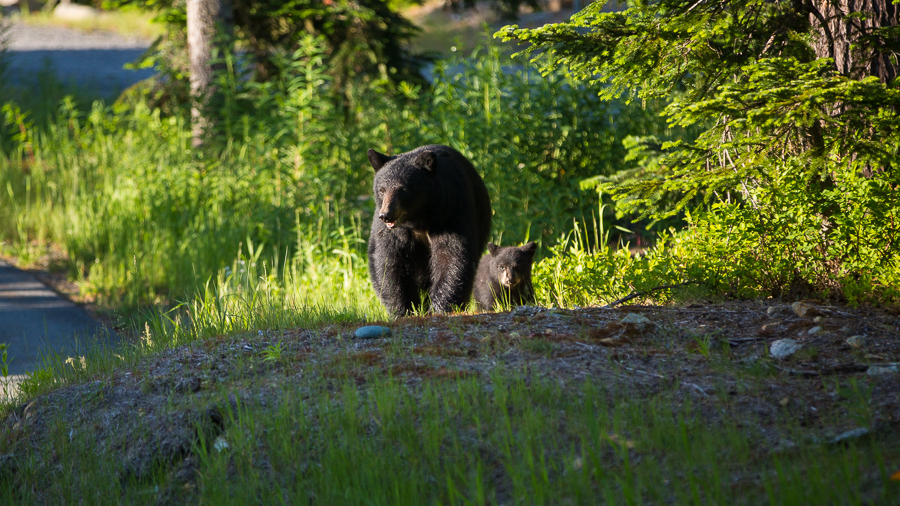 bear and cub at a wedding