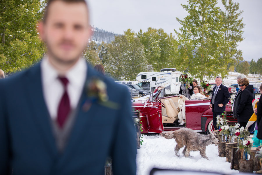 dogs at weddings