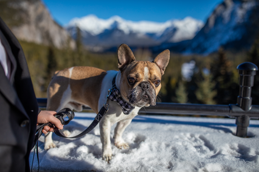 First look Fairmont Banff Springs wedding with puppy