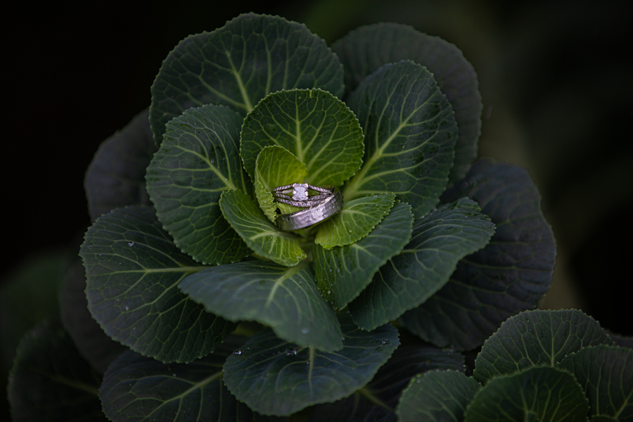 ring sitting in a cabbage at pine and pond