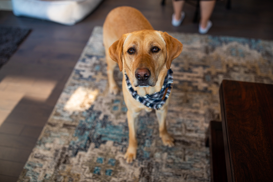 dog at a wedding