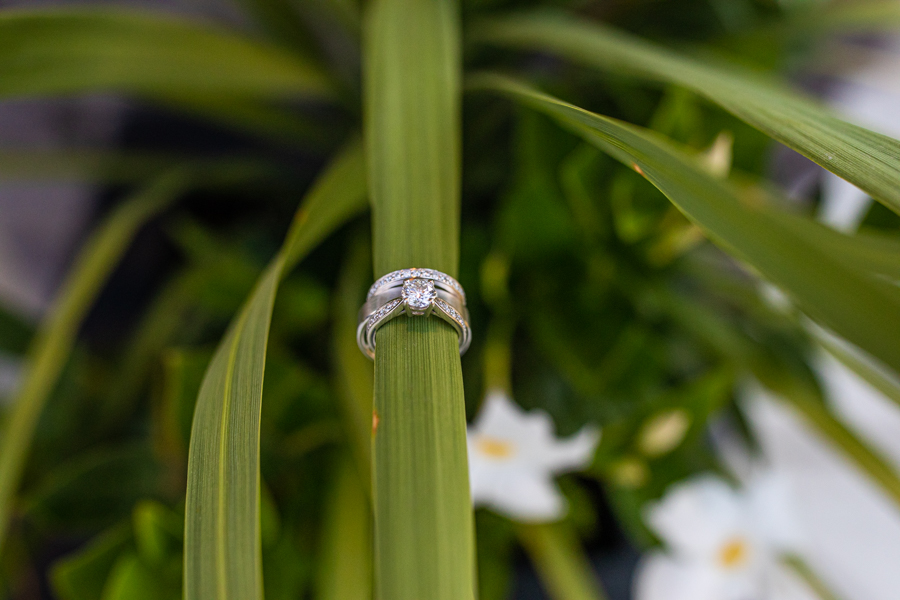 rings sitting on a fern