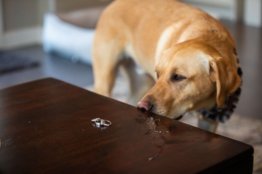 dog trying to smell the wedding rings